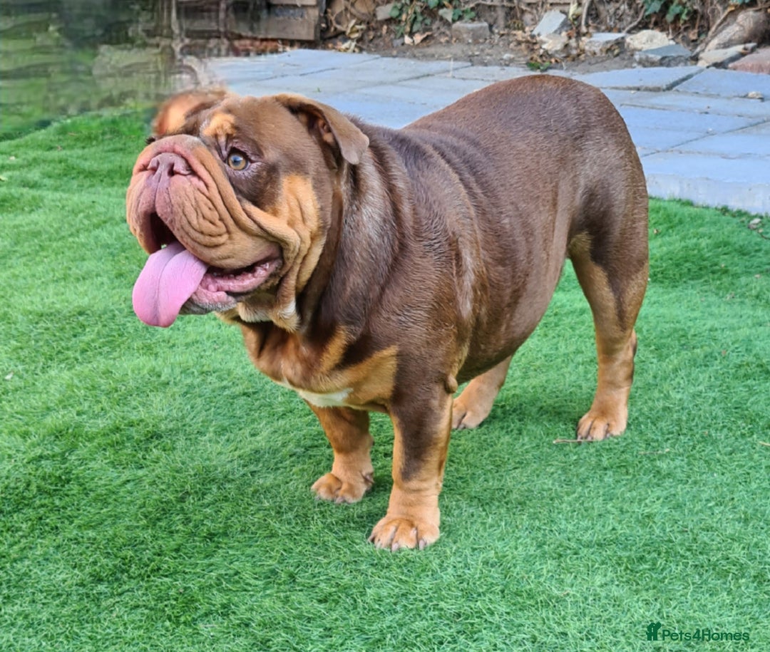 English Bulldog dogs for stud: Dog for stud in Dagenham - Advert 26