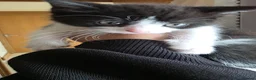 British Shorthair cats for sale: Kittens  - Advert 12