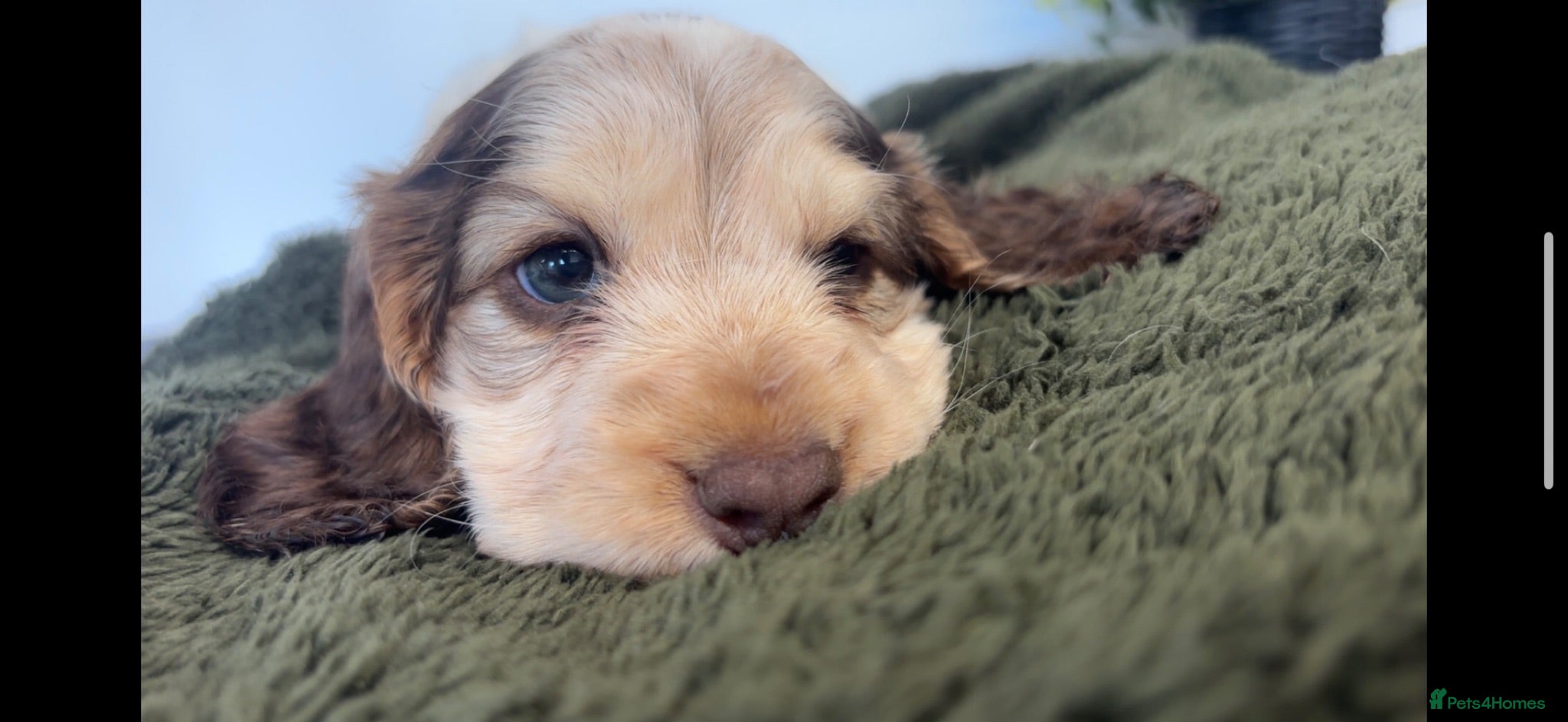 Cocker Spaniel dogs KC Registered Sable Show cocker spaniels  - Advert 1