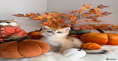 British Shorthair cats - Advert 4
