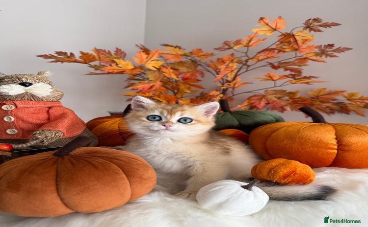 British Shorthair cats - Advert 16