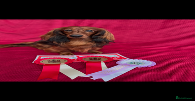 Dachshund dogs - Advert 2