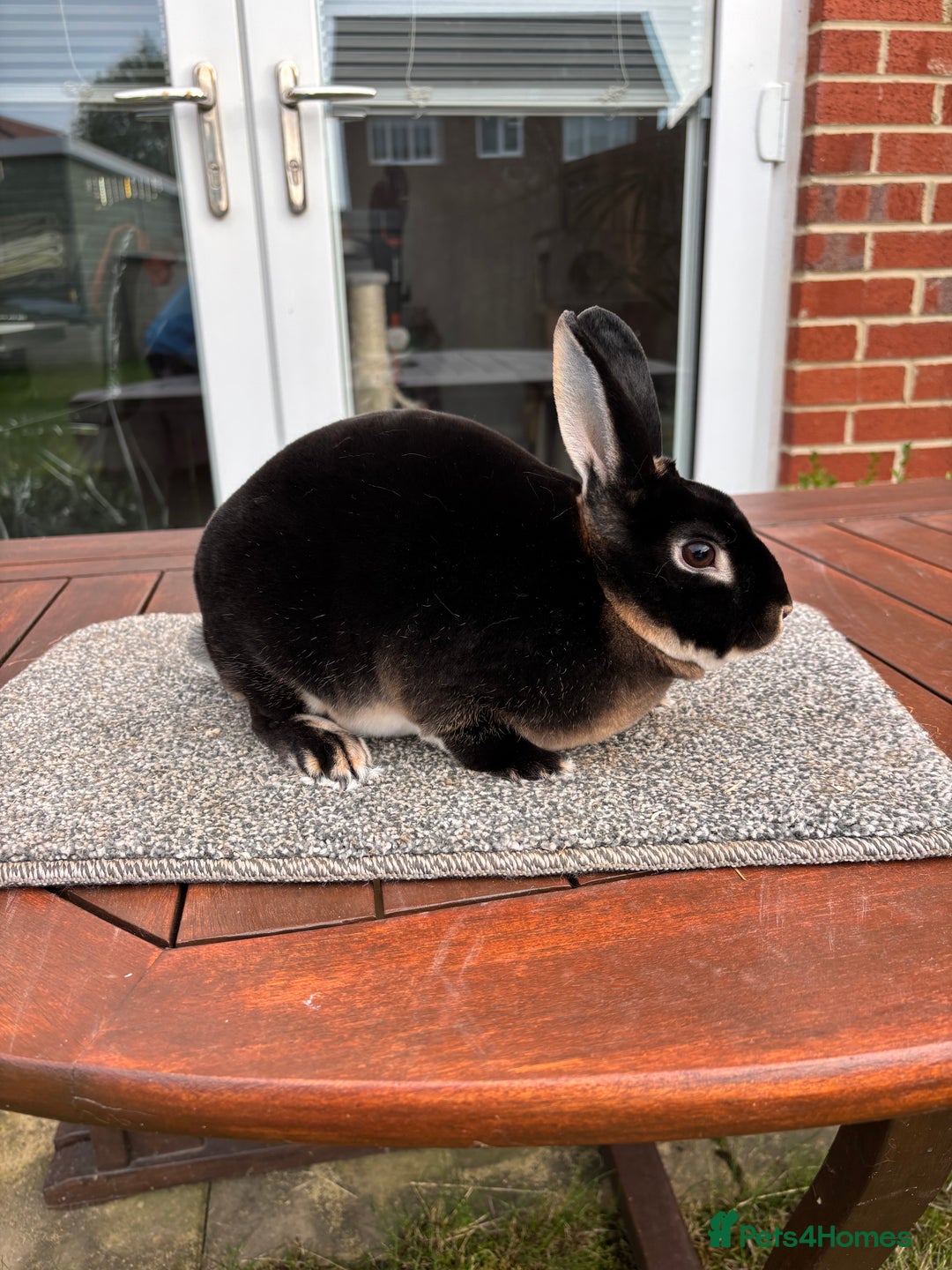 Rex rabbits for sale: Stunning Purebred Black Otter & Cinammon mini rex  - Image 4