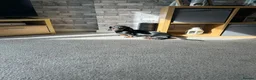 Miniature Dachshund dogs for sale: Rehoming due to change in circumstances  in Cardiff - Advert 7