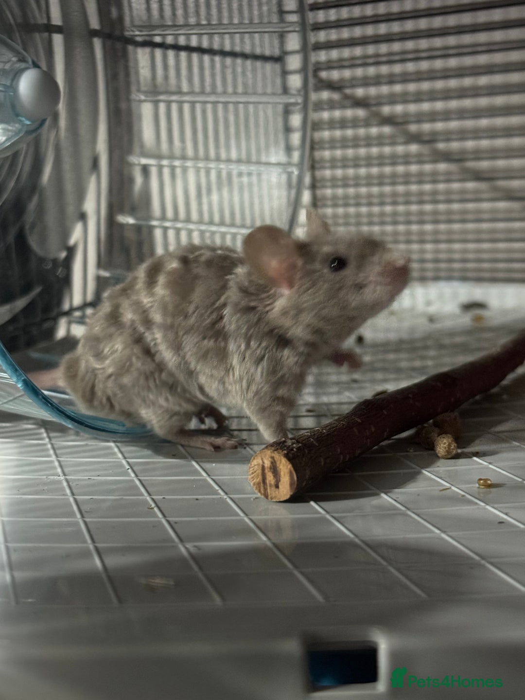 Mouse rodents for sale: Male mouse  - Advert 2