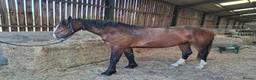 Irish Cob horses for sale: Stunning 2 year old gelding - Advert 2