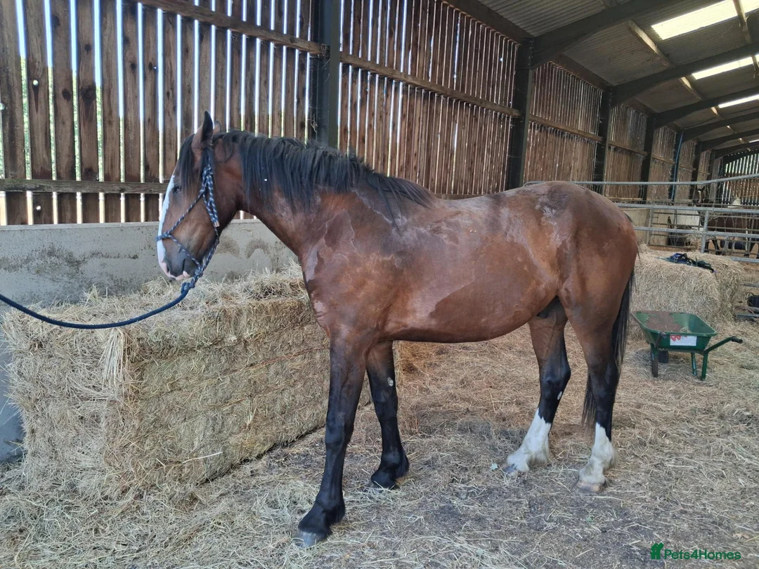 Irish Cob horses for sale: Stunning 2 year old gelding - Advert 2