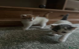 Mixed Breed cats for sale: Kittens for sale Carlisle  - Image 10
