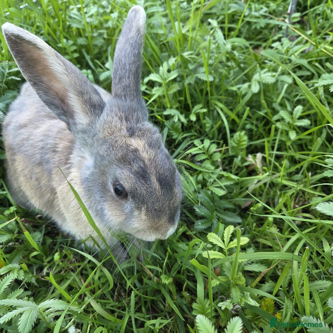 Mixed Breed rabbits for sale: Rabbit, male, 3yrs, with double hutch - Image 2