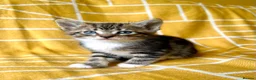 Mixed Breed cats for sale: Beautiful, Friendly Mixed Breed Tabby & White in Dartmouth - Advert 10