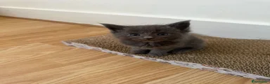 Maine Coon 1
