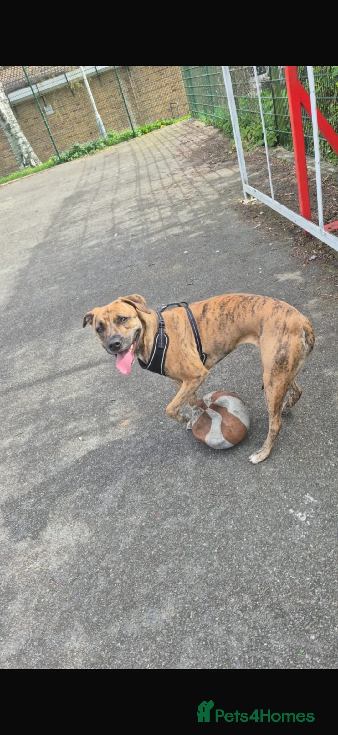 Mixed Breed dogs for sale: Aya 1 year old  - Advert 3