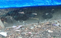 Chickens poultry for sale: Asil chickens for sale  - Image 7