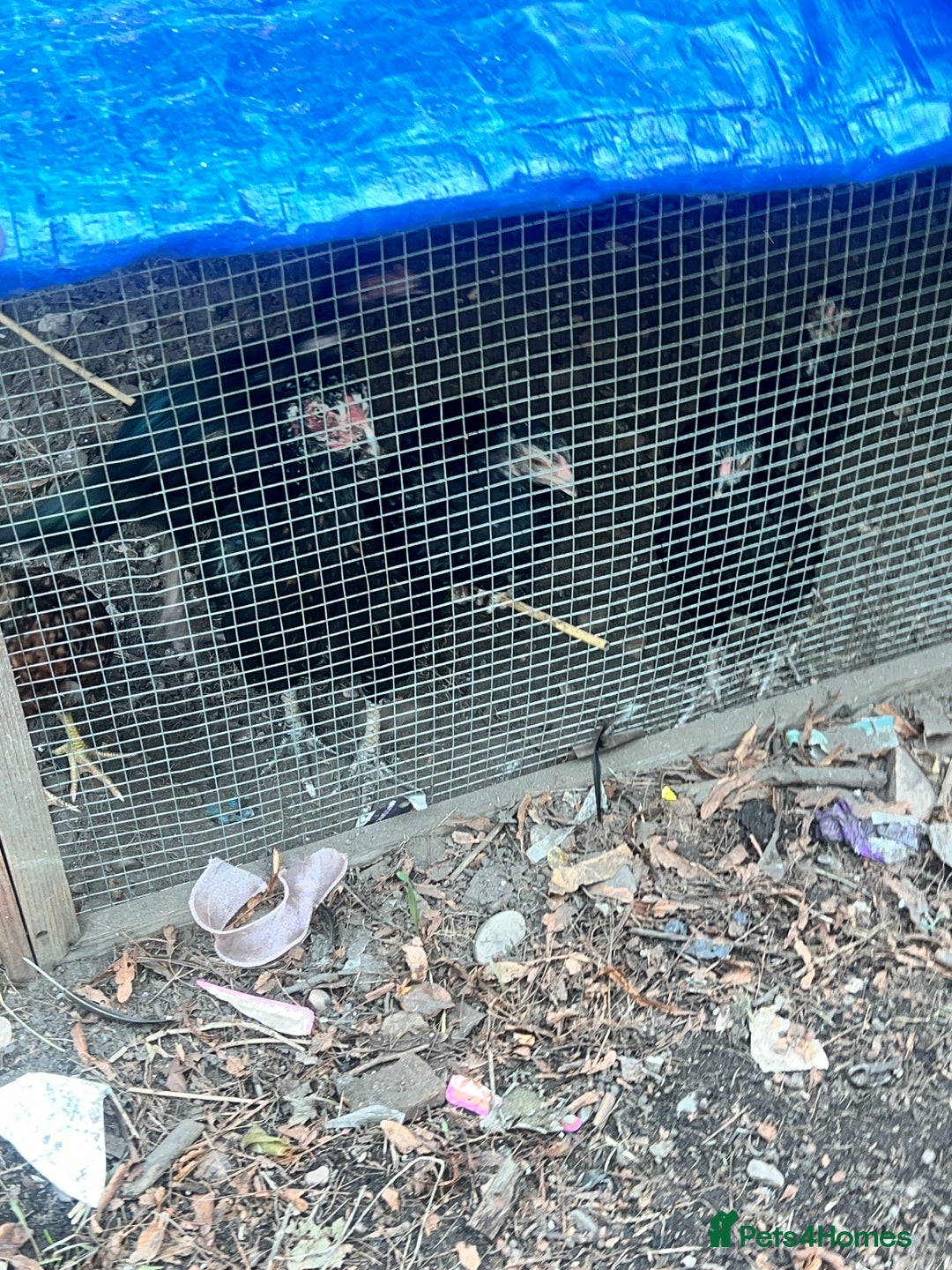Chickens poultry for sale: Asil chickens for sale  - Image 7