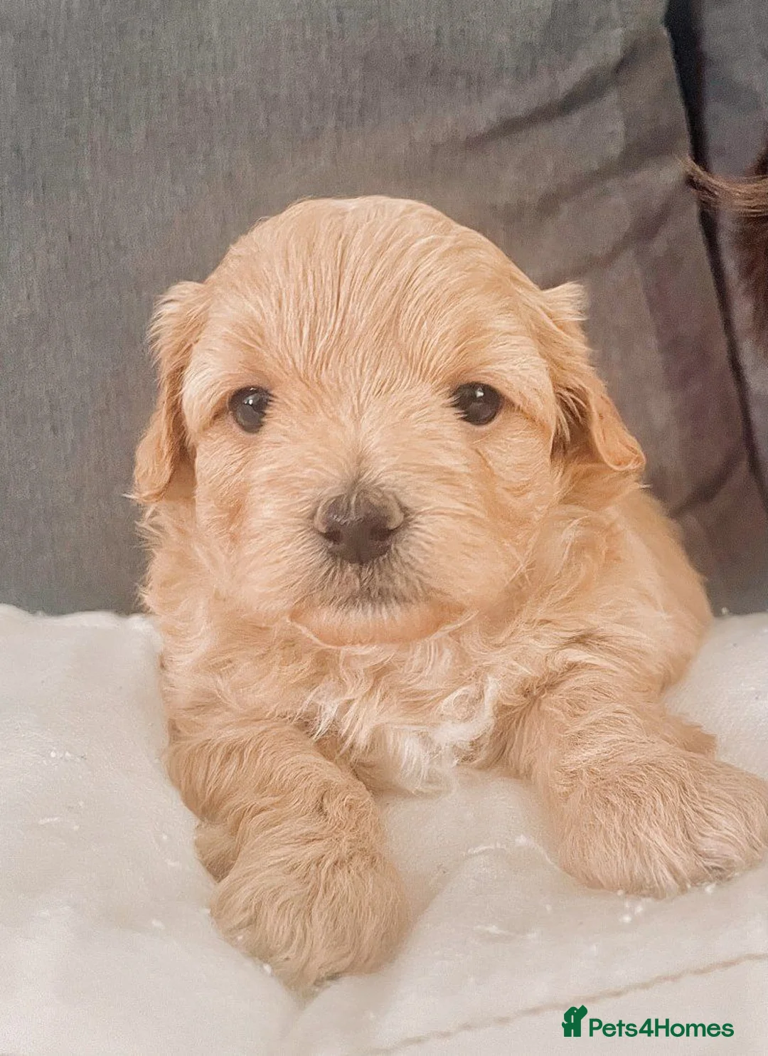Maltipoo dogs for sale:  stunning litter of Maltipoo puppies for sale. - Advert 1