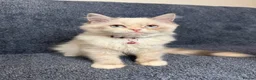 Perdoll cats for sale: ⭐️Ready Now  kittens  - Advert 13