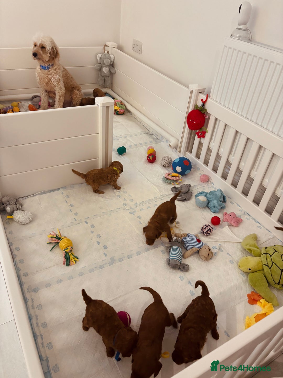 Goldendoodle dogs for sale: Red MINI Goldendoodle Puppies Hypoallergenic & DNA - Advert 7