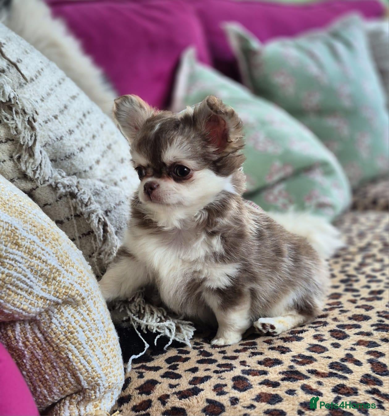 Chihuahua dogs Amazing Longcoat Apple head Chihuahua Puppies - Advert 20