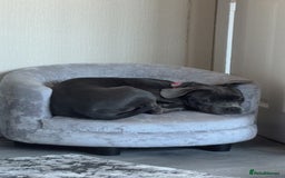 Mixed Breed dogs for sale: Blue staff cross French bulldog! - Image 2