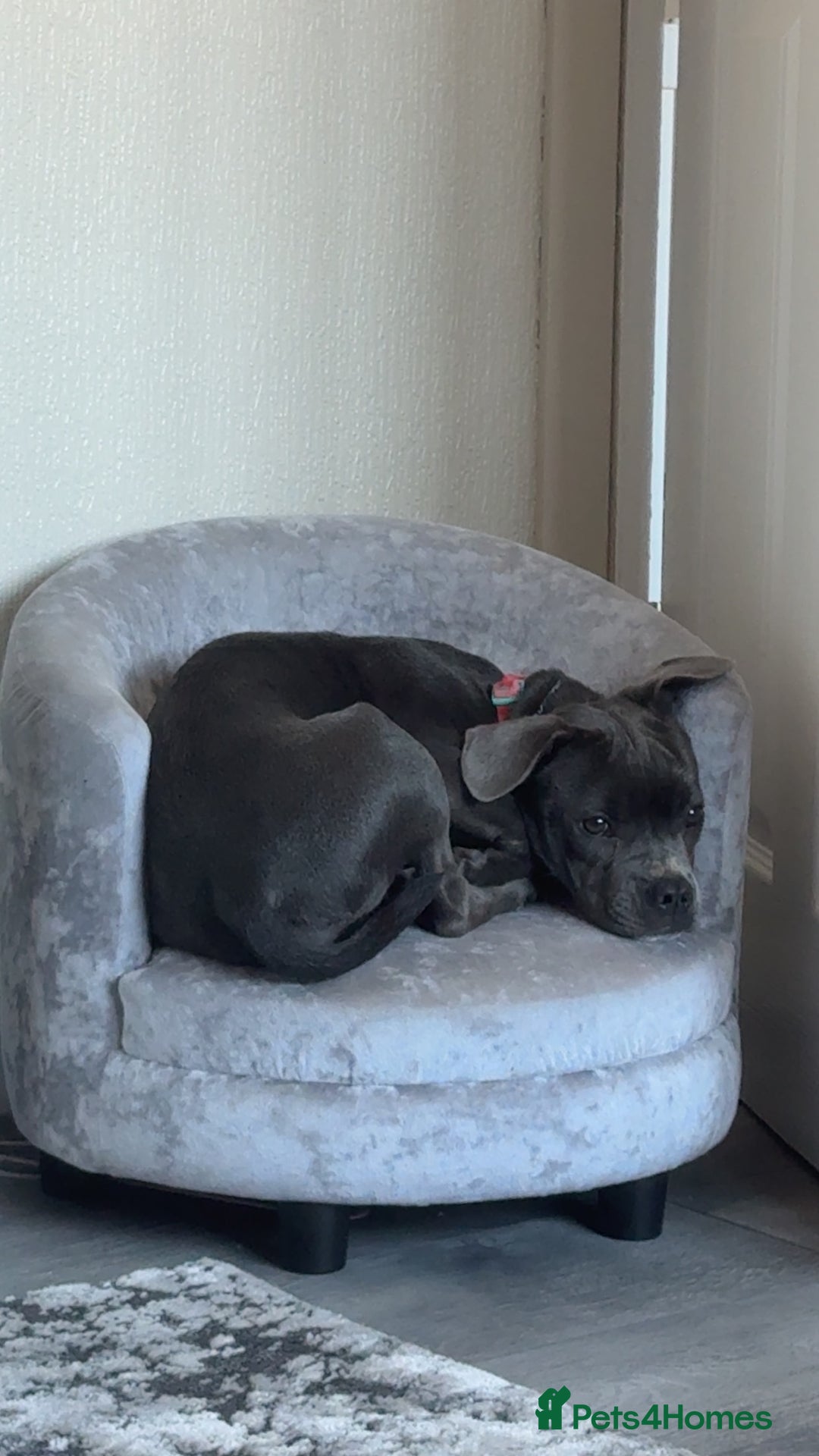 Mixed Breed dogs for sale: Blue staff cross French bulldog! - Image 2