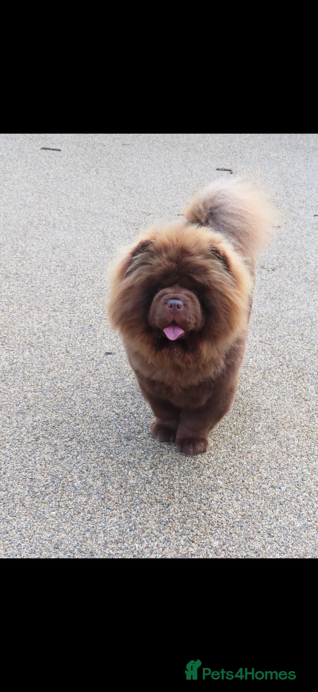 Chow Chow dogs for sale: A very reluctant rehoming of our Chow Chow - Advert 3