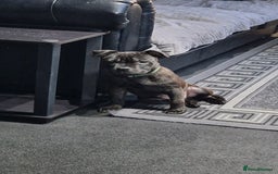 Staffordshire Bull Terrier dogs for sale: Black brindle staffordshire bull terrier male - Advert 2