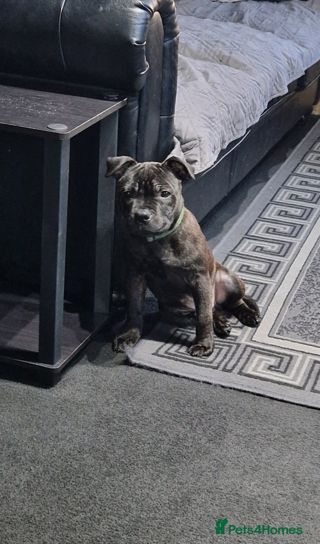 Staffordshire Bull Terrier dogs for sale: Black brindle staffordshire bull terrier male - Advert 2