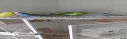 Budgerigars birds for sale: Beautiful budgies  in Aylesford - Advert 10