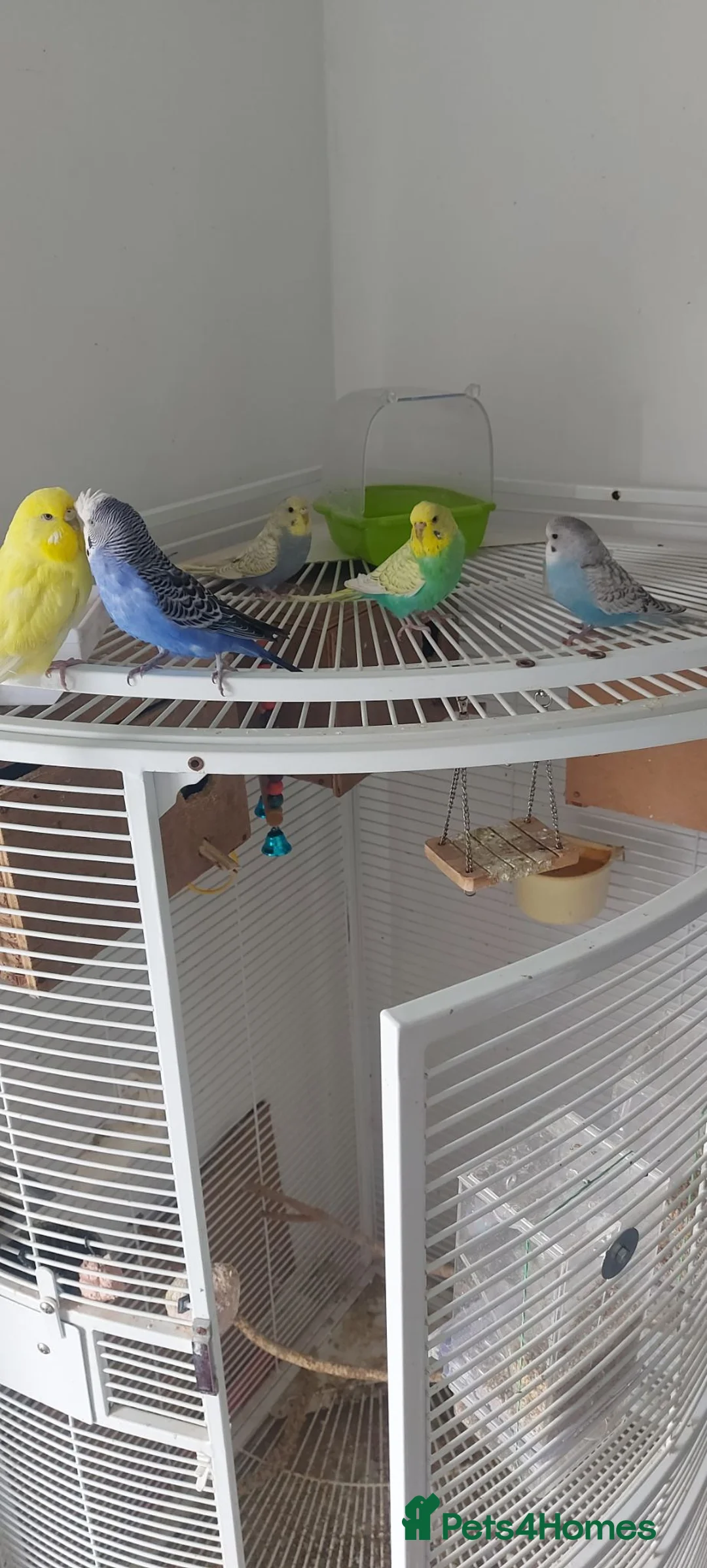 Budgerigars birds for sale: Beautiful budgies  in Aylesford - Advert 10