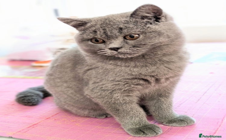 British Shorthair cats - Advert 13