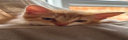 Mixed Breed cats for sale: Beautiful orange kitten  - Advert 13