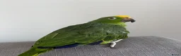 Parrots birds for sale: Amazon Yellow-Headed Parrot in Oldham - Advert 4