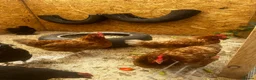 Chickens poultry for sale: Laying hens - Advert 3