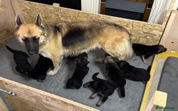 German Shepherd dogs for sale: Beautiful German Shepherd Puppies - Image 2