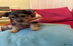 Yorkshire Terrier dogs for sale: Yorkshire Terrier Pups - Image 8