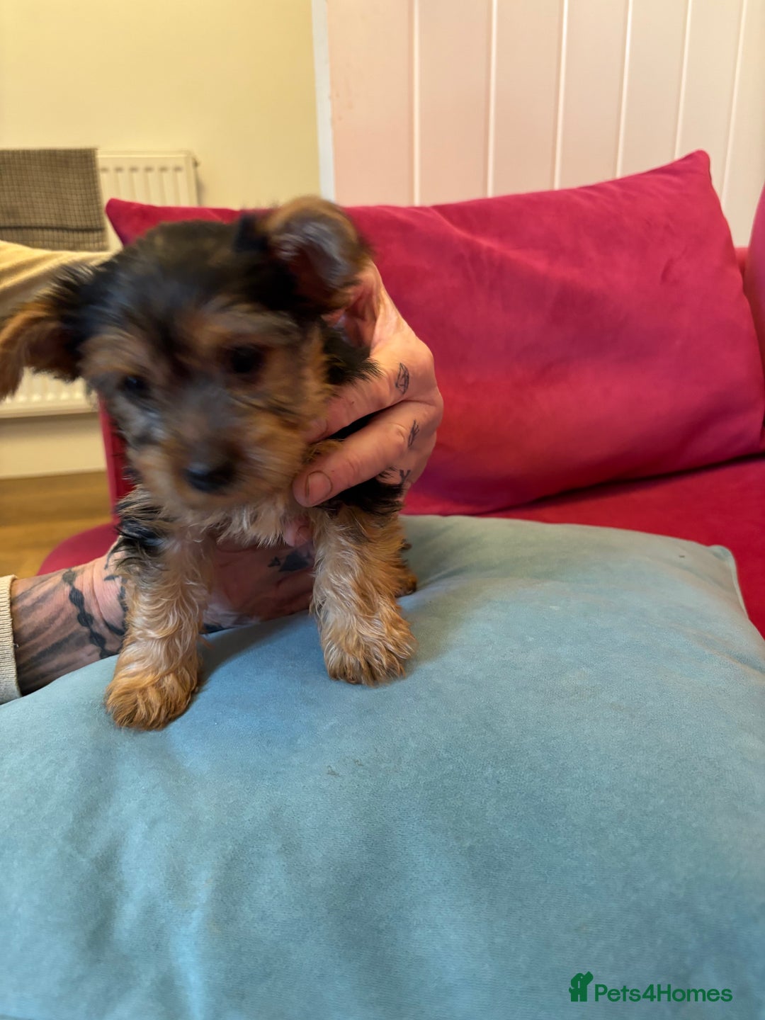 Yorkshire Terrier dogs for sale: Yorkshire Terrier Pups - Image 8