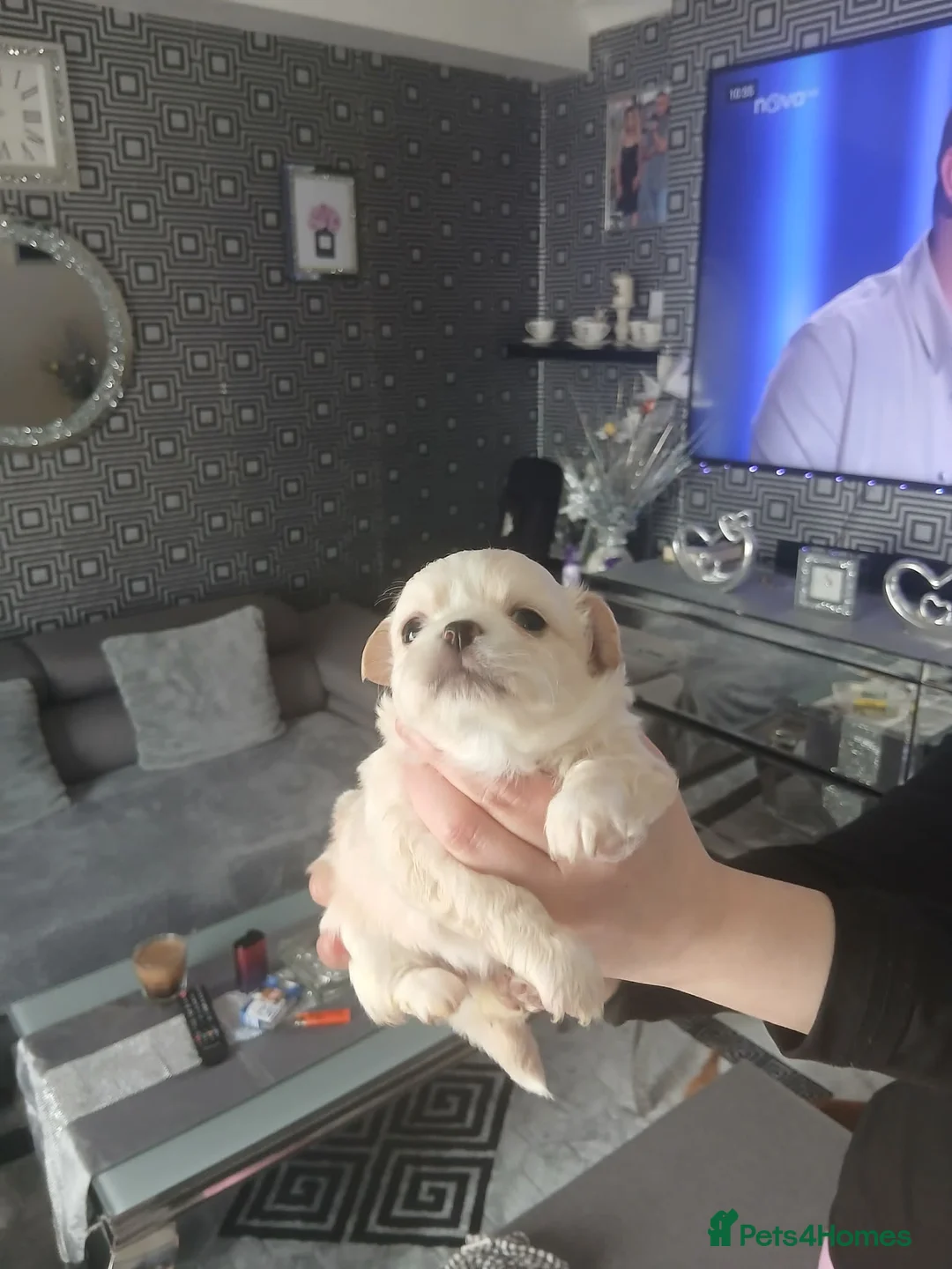 Chihuahua dogs for sale: Julia in Newcastle upon Tyne - Advert 14