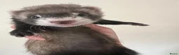 Ferret rodents for sale: Beautiful Baby Ferrets for Sale ❤️ - Advert 11