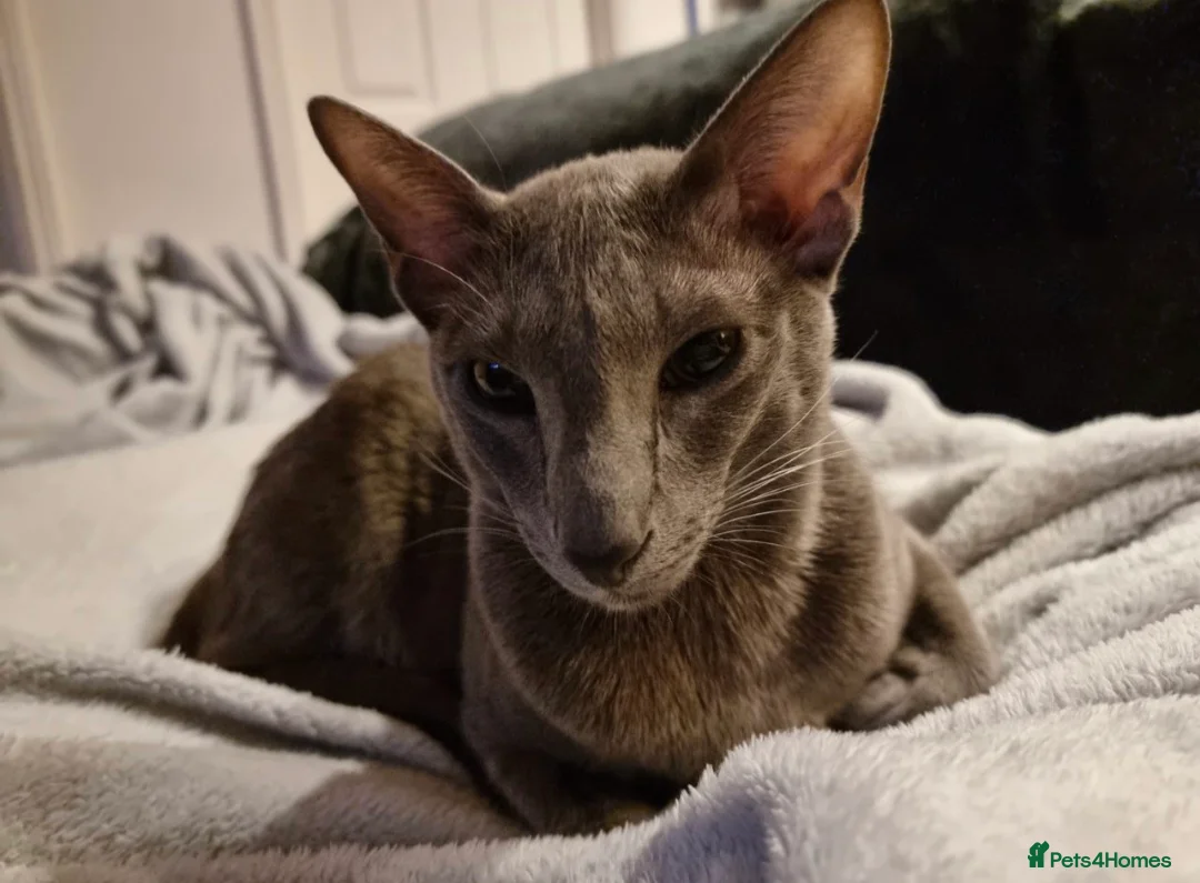 Oriental cats for sale: 2 lovely brothers looking for new home.  - Advert 6