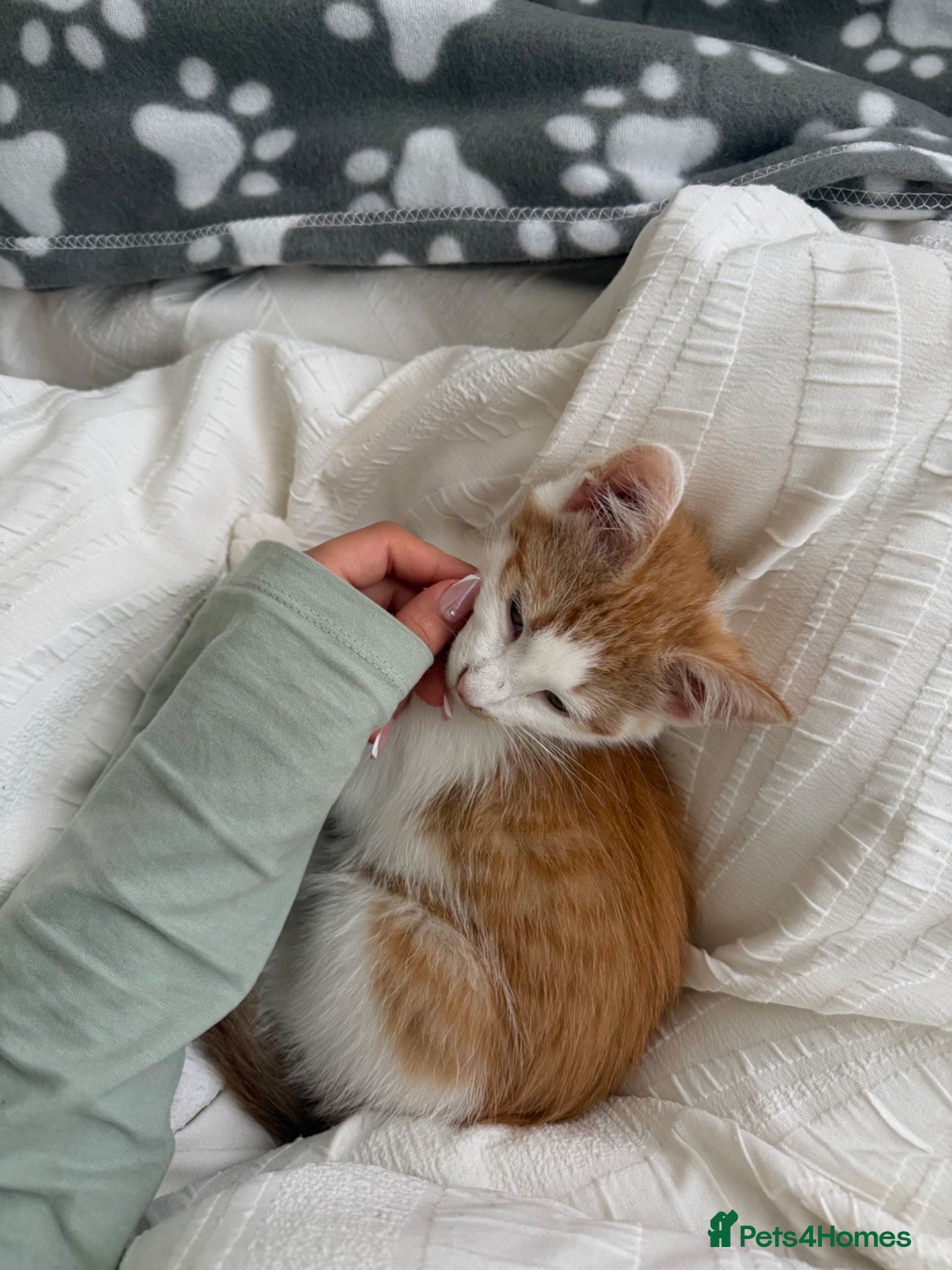 Mixed Breed cats Beautiful male kitten - Advert 2