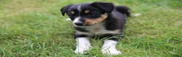 Border Collie dogs for sale: Black/ White & Tan Health Tested - Advert 10