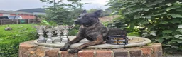 Belgian Shepherd Dog dogs for stud: Fenrir BRN 40887 - Advert 4