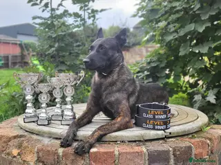 Belgian Shepherd Dog dogs Fenrir BRN 40887 - Advert 2