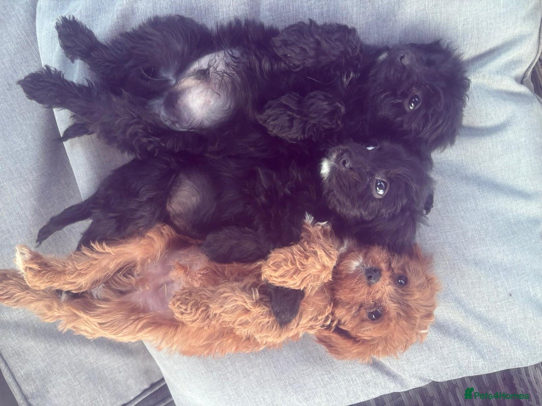 Cavapoo dogs for sale: Beautiful cavapoos  - Image 10