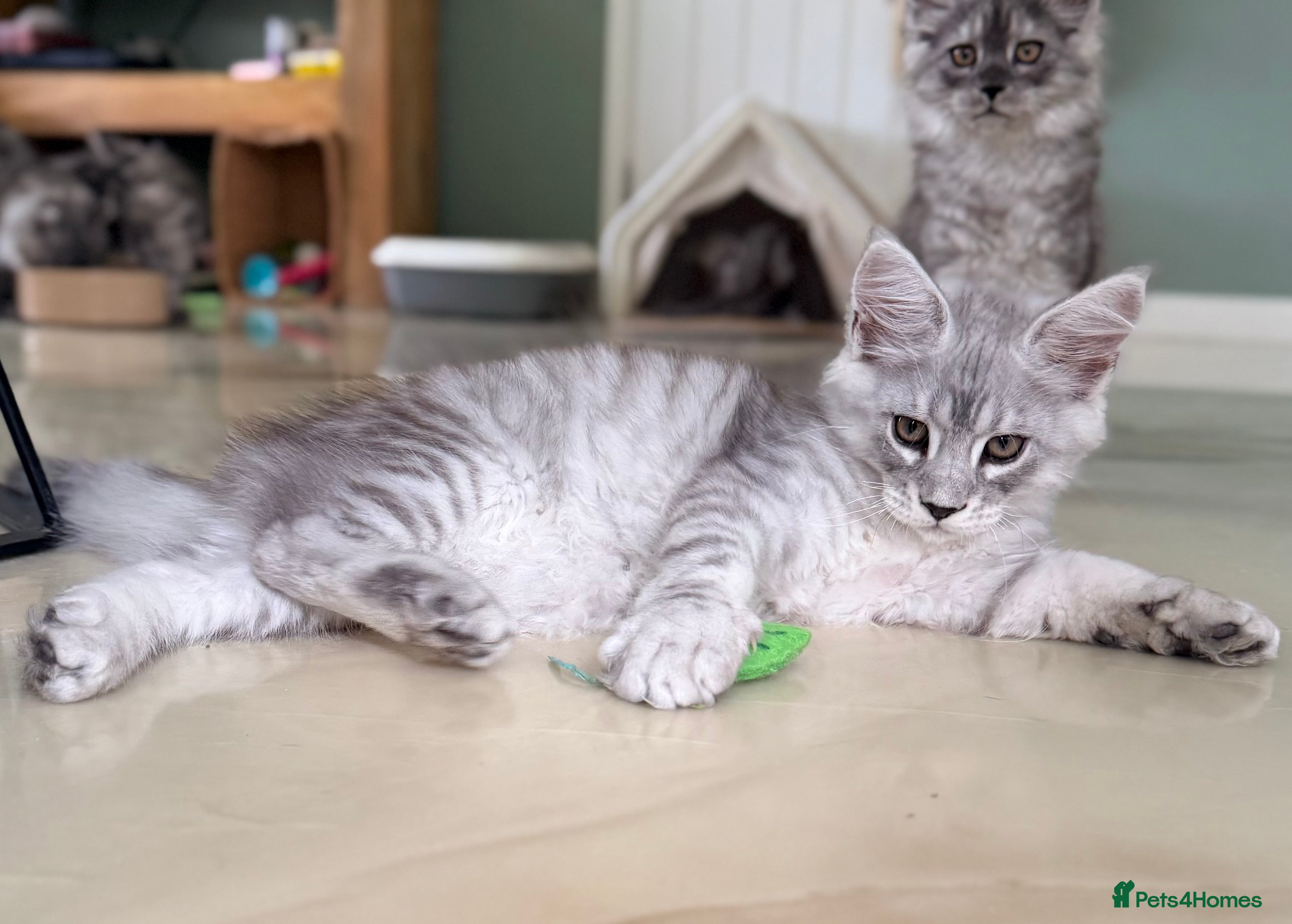 Maine Coon cats High Silver Mackerel (Possible active reg) - Advert 1