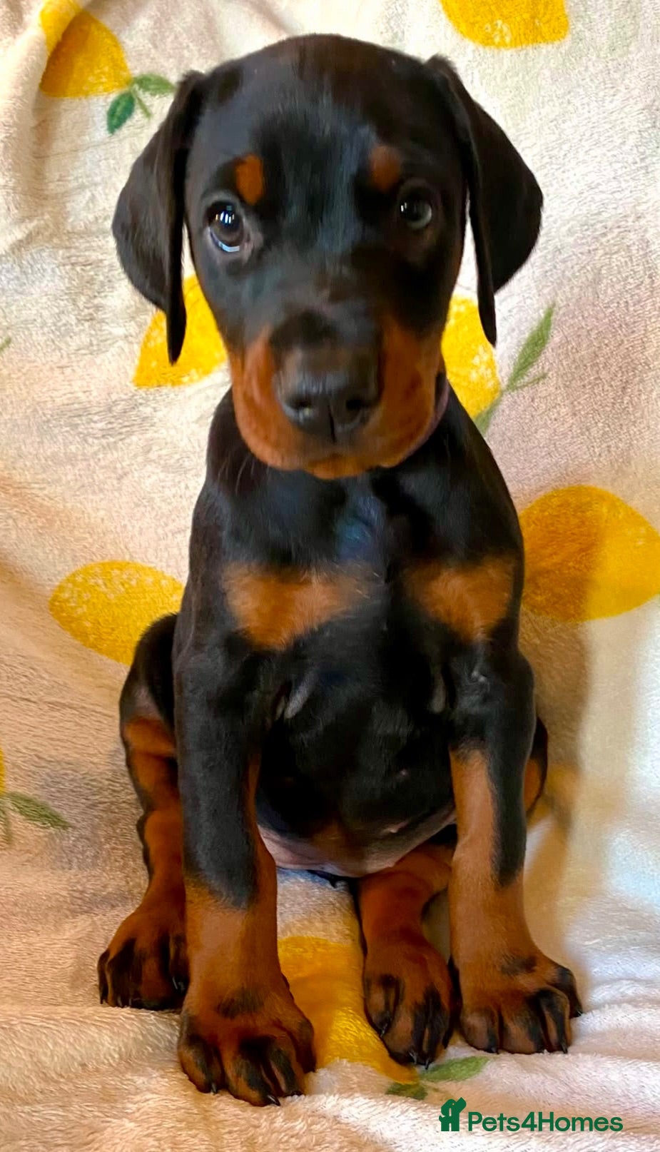 Dobermann dogs Health tested European puppies  - Advert 1