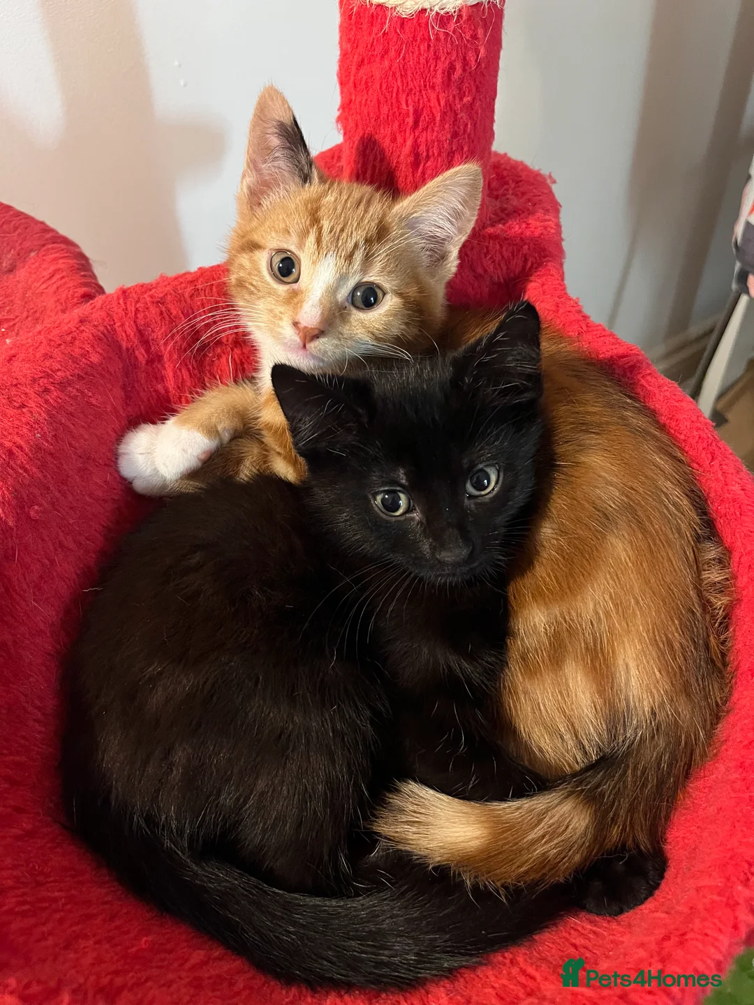 Mixed Breed cats for sale: 5 male kittens ready to find their forever homes.  - Advert 1