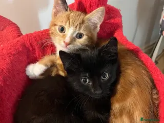 Mixed Breed cats 5 male kittens ready to find their forever homes. - Advert 1