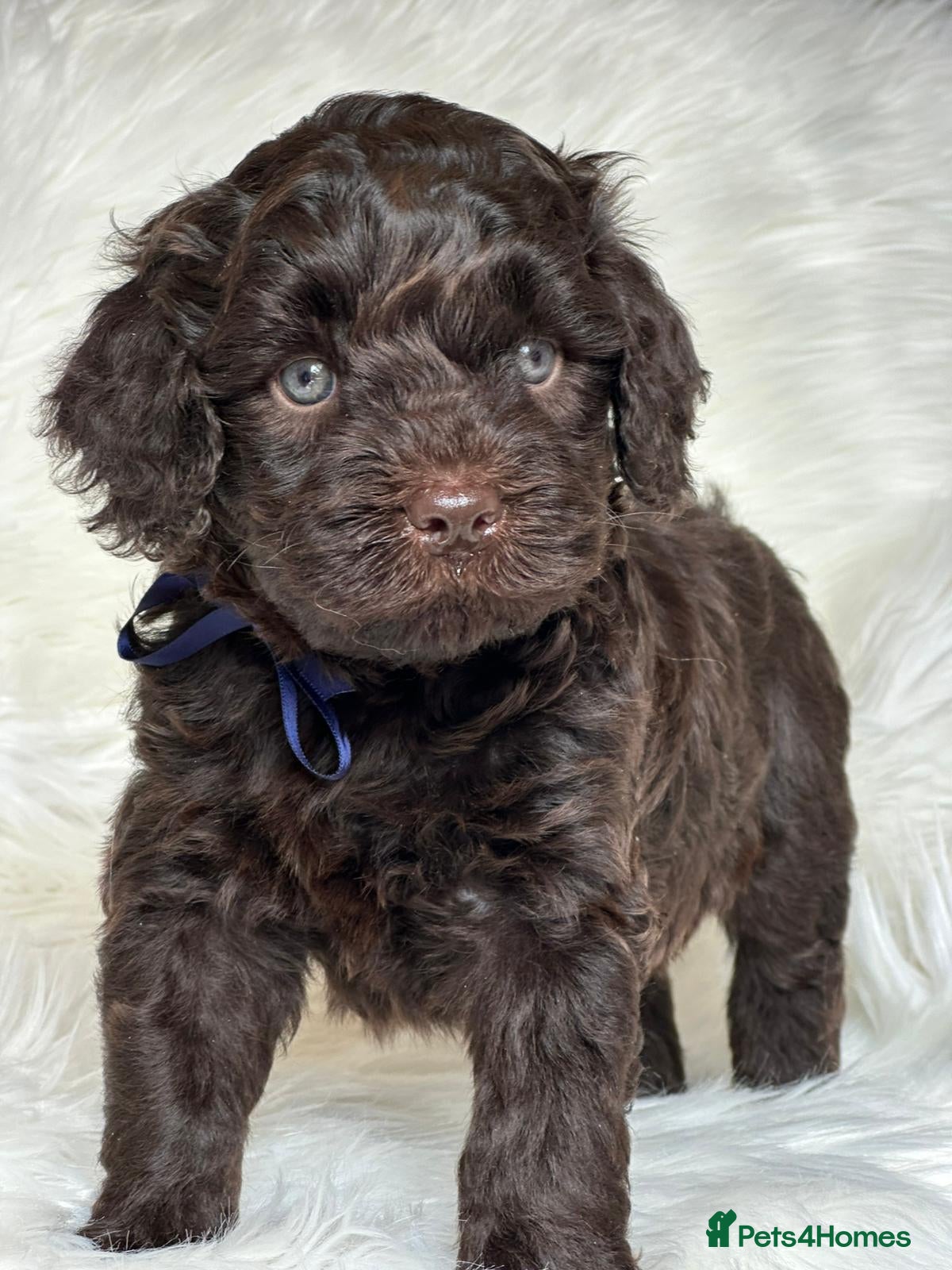 Australian Labradoodle dogs Superior Authentic Australian Labradoodle Puppies - Advert 2