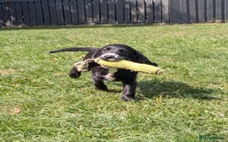 Cocker Spaniel dogs for sale: Beautiful Cocker Girl Pups, READY TO LEAVE-27.7.25 - Image 3